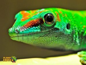 Parc Zoologique Planet Exotica Royan