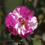 IMGP1253