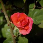 IMGP1255