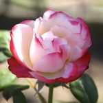 IMGP1256
