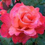 IMG_1341