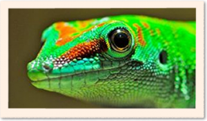 Parc Zoologique Planet Exotica Royan