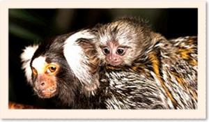 Zooparc Exotique Planet Exotica Royan