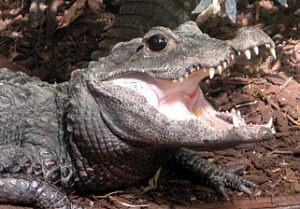 Crocodile nain