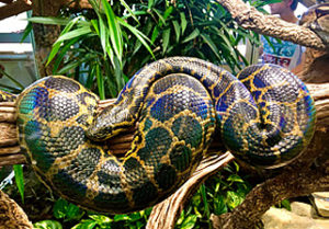 Anaconda
