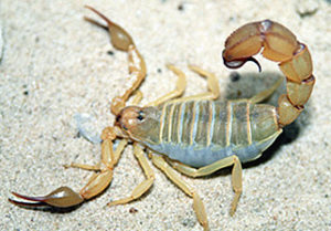 Scorpion