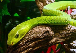 Mamba vert