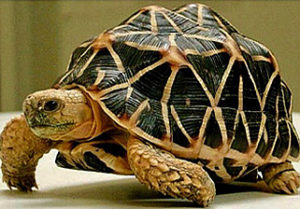 Tortue étoilée