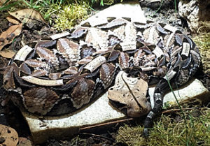 Vipère du Gabon
