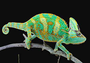 Caméléon
