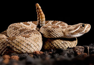 Serpent à sonette