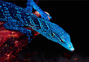 Varan bleu