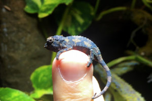 Bébé Caméléon