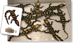 Naissance crocodiles nains