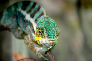 Caméléon