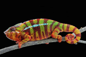 Caméléon