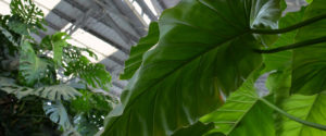 plantes et jardins