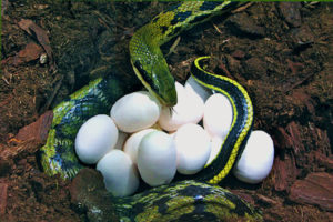 Oeufs de serpent