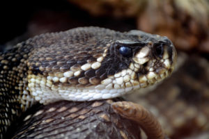 Serpent à sonnette