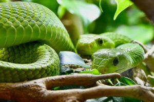 Parc Planet Exotica : Serre tropicale