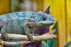 Parc planet Exotica : Caméléon