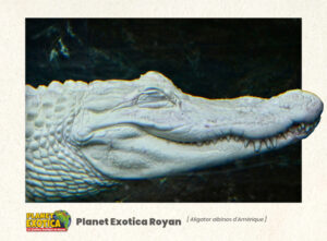 Serre tropicale : Aligator albinos