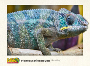 Serre tropicale : Caméléon