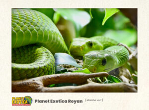 Serre tropicale : Mamba vert