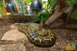Python birman