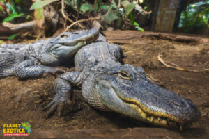 Alligator americain