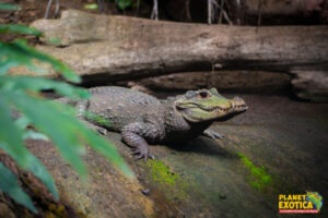 Crocodile nain