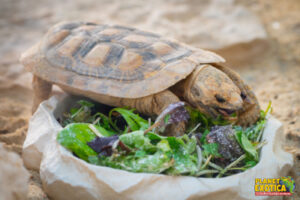 Tortue crêpe