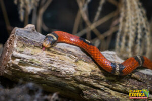 Serpent faux-corail