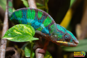 Caméléon