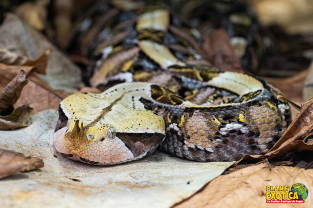 🔎Focus sur : la vipère du Gabon de l'Ouest ! 🐍

💡C'est l'une des plus grosses espèces de la famille des vipères. Sa tête large et plate accueille 2 énormes glandes pouvant administrer une grande quantité de venin à travers ses crochets qui peuvent atteindre 5 cm. Mais heureusement, c'est un serpent calme chassant à l'affût, tapis immobile dans les feuilles mortes dans les forêts reculées d'Afrique de l'Ouest, et les accidents sont donc très rares.

👀Son incroyable coloration lui permet d'être totalement invisible une fois enfouie dans la litière forestière. 

➡A Planet Exotica en revanche, vous pouvez facilement l'observer de près dans notre serre tropicale ! 🤩🌿

#serpent #vipère #vipèredugabon #gaboonviper #bitis #snake #reptilesofinstagram #reptile #biodiversité #nature #zoo #royan #parczoologique #charentemaritime #zookeeper #planetexoticaroyan