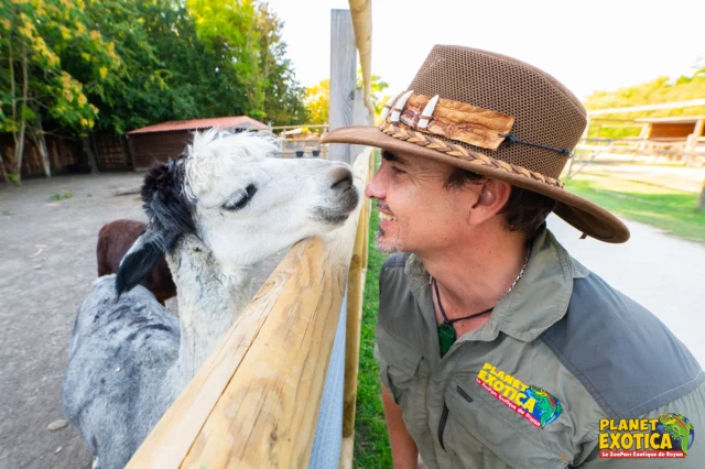 Planet Exotica, ce n'est pas que la plus grande collection de reptiles en France ! C'est aussi une mini-ferme avec alpagas, poneys, poules et chèvres naines. 

Les enclos de tous ces adorables animaux sont conçus pour vous permettre de vous approcher, et vous pourrez même entrer dans celui des chèvres et les nourrir à la main ! 

➡ Planet Exotica est ouvert 7j/7 de 10h à 20h tout l'été.

#vacances #vacancesdété #grandesvacances #animaux #alpaga #chèvre #poney #nature #zoo #royan #tourisme #parcdattraction #parczoologique #charentemaritime #zookeeper #planetexotica