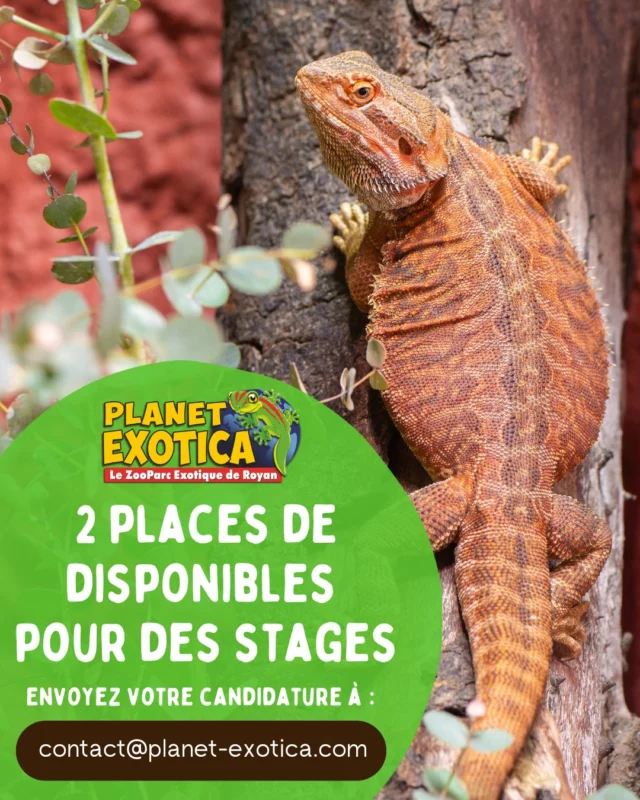 Vous souhaitez effectuer un stage à Planet Exotica et acquérir une expérience de soigneur animalier auprès d'un cheptel de reptiles unique en France ? Des places sont maintenant disponibles pour 2 stagiaires du 14 au 25 juillet ! 🐍

🕛Les horaires : du lundi au vendredi 8h-12h et 14h-17h (35h/semaine)

⚠Convention de stage obligatoire

➡️Envoyez vite votre candidature à l'adresse contact@planet-exotica.com !

#stage #soigneuranimalier #zookeeper #lézard #serpent #crocodile #attraction #zooparc #zoo #parcanimalier #royan #charentemaritime
