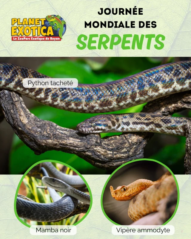 Nous fêtons aujourd'hui la Journée Mondiale des Serpents ! 🥳🐍

Trop souvent mal aimés et persécutés sans raison, il nous tient à cœur à Planet Exotica de vous présenter ces animaux fascinants sous un autre jour, celui de reptiles calmes et discrets qui ne demandent qu'à vivre leur vie en paix. Et pour cela, vous pouvez admirer chez nous la plus grande variétés de serpents venimeux et non venimeux en France avec des espèces uniques sur notre territoire, et en apprendre plus sur eux grâce à nos vidéos pédagogiques tout au long du parcours. Vous pouvez également suivre nos animations pédagogiques quotidiennes, "Le monde mystérieux des serpents" à 15h00 et "Le repas des serpents" à 18h00 ! 

🇫🇷 Pour rappel, nous avons 13 espèces sauvages de serpents en France et toutes sont désormais protégées, y compris nos 4 espèces de vipères depuis 2021 ce qui est une belle victoire pour la préservation de notre biodiversité. Il est donc interdit de les déranger ou de les blesser. 🚫

➡Planet Exotica et ses magnifiques serpents vous accueillent tous les jours de 10h à 20h !

#serpent #snake #worldsnakeday #python #mamba #reptile #Conservation #biodiversité #nature #protectionanimale #animaux #planetexotica